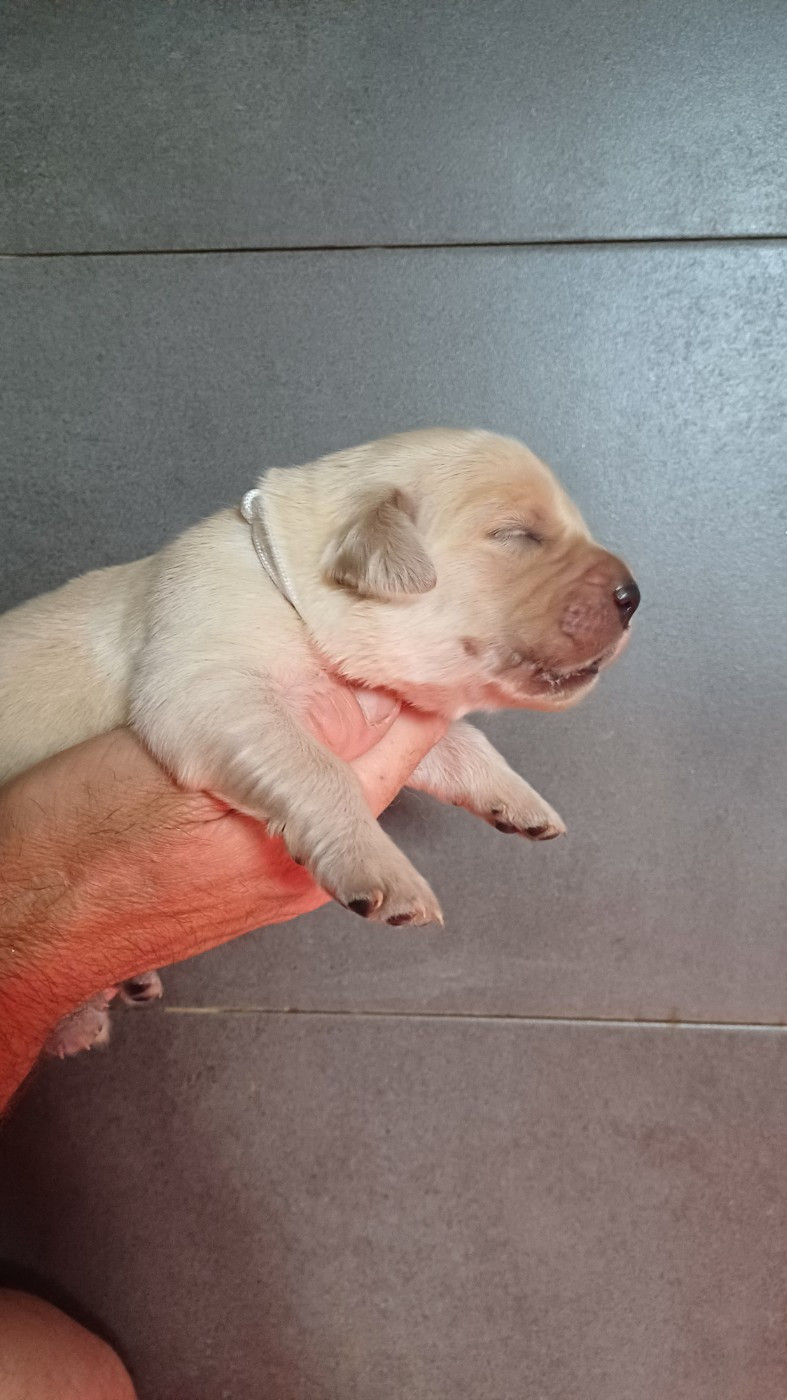 Bianca ( nom provisoire)