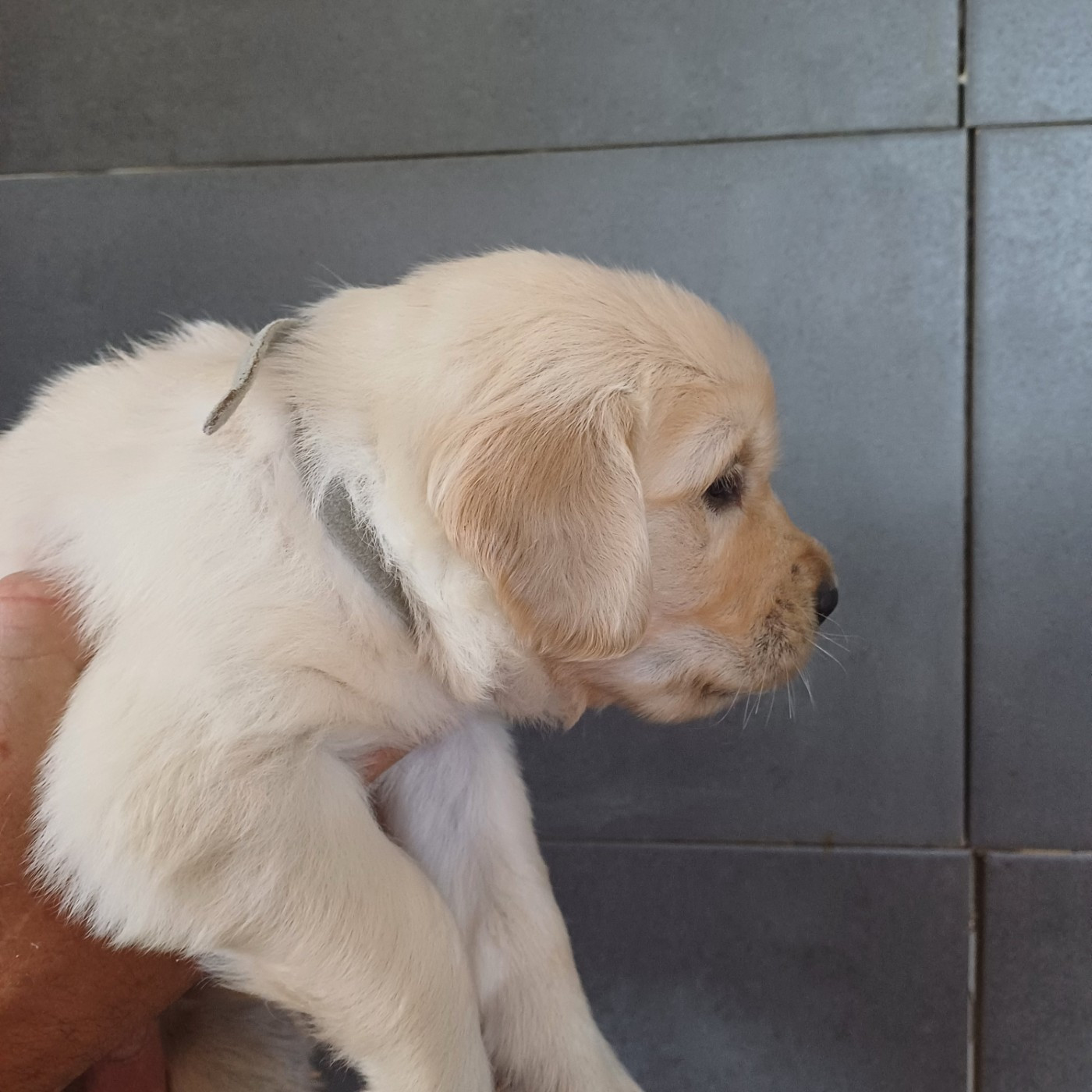 Bianca ( nom provisoire)