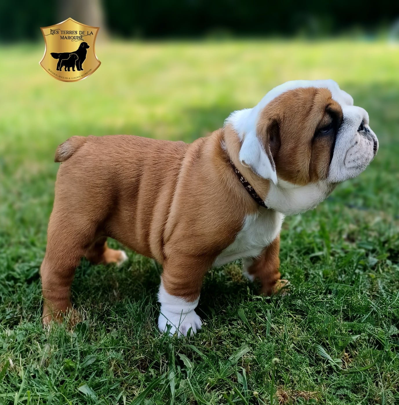 Bernard