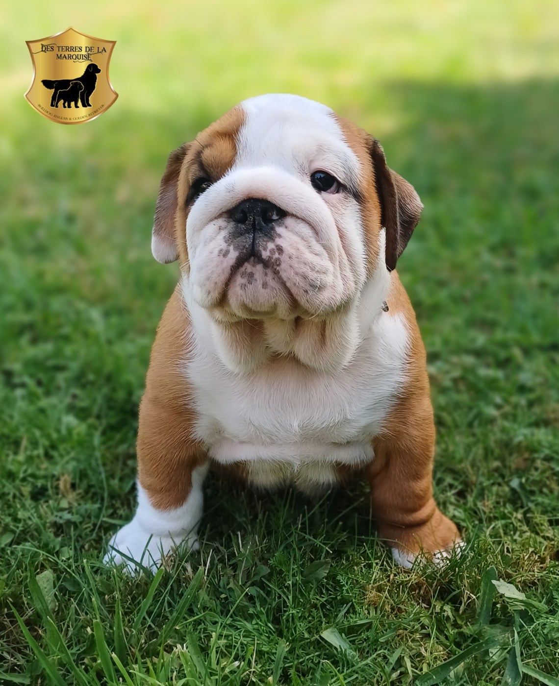 Bernard