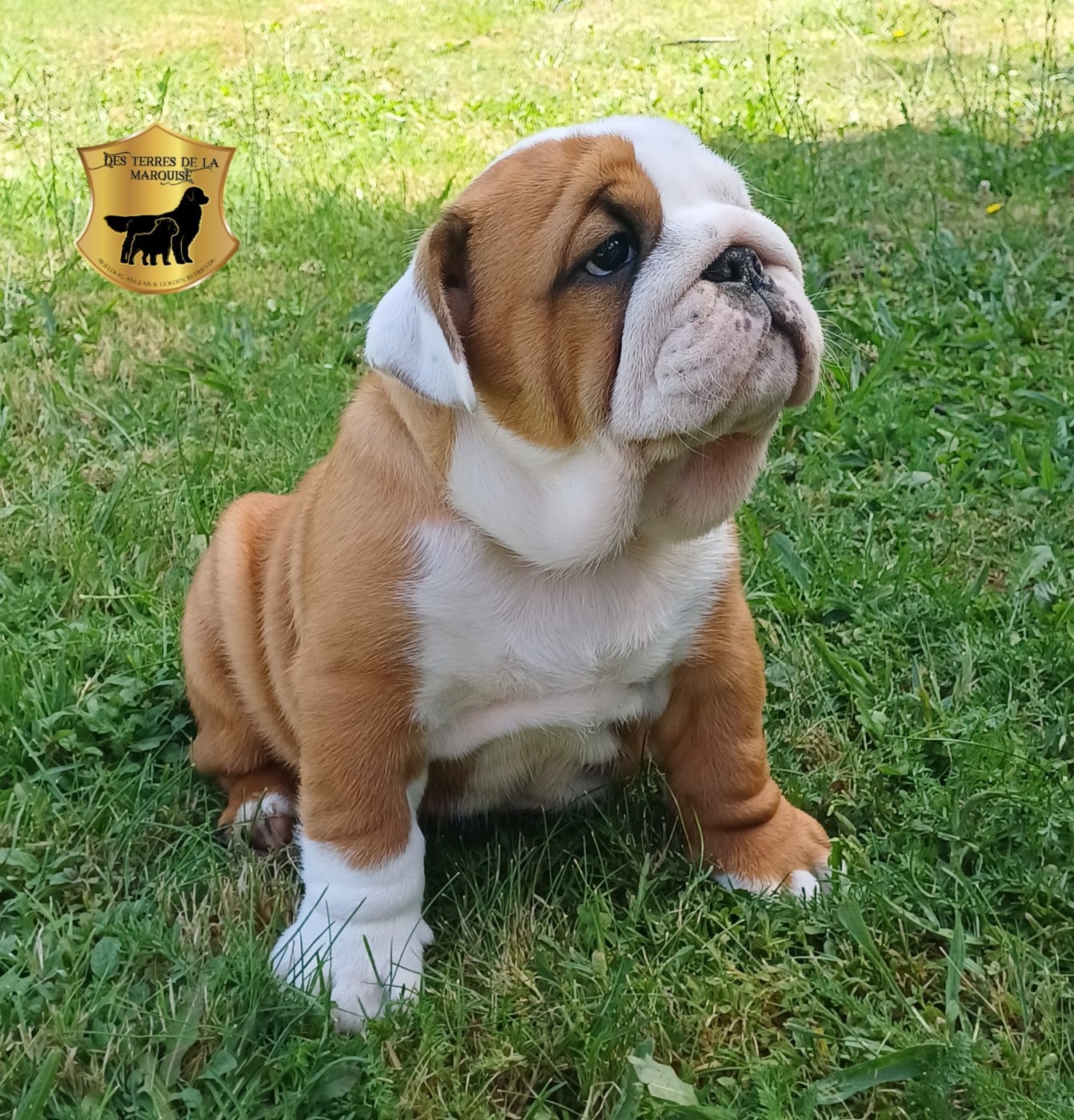 Bernard