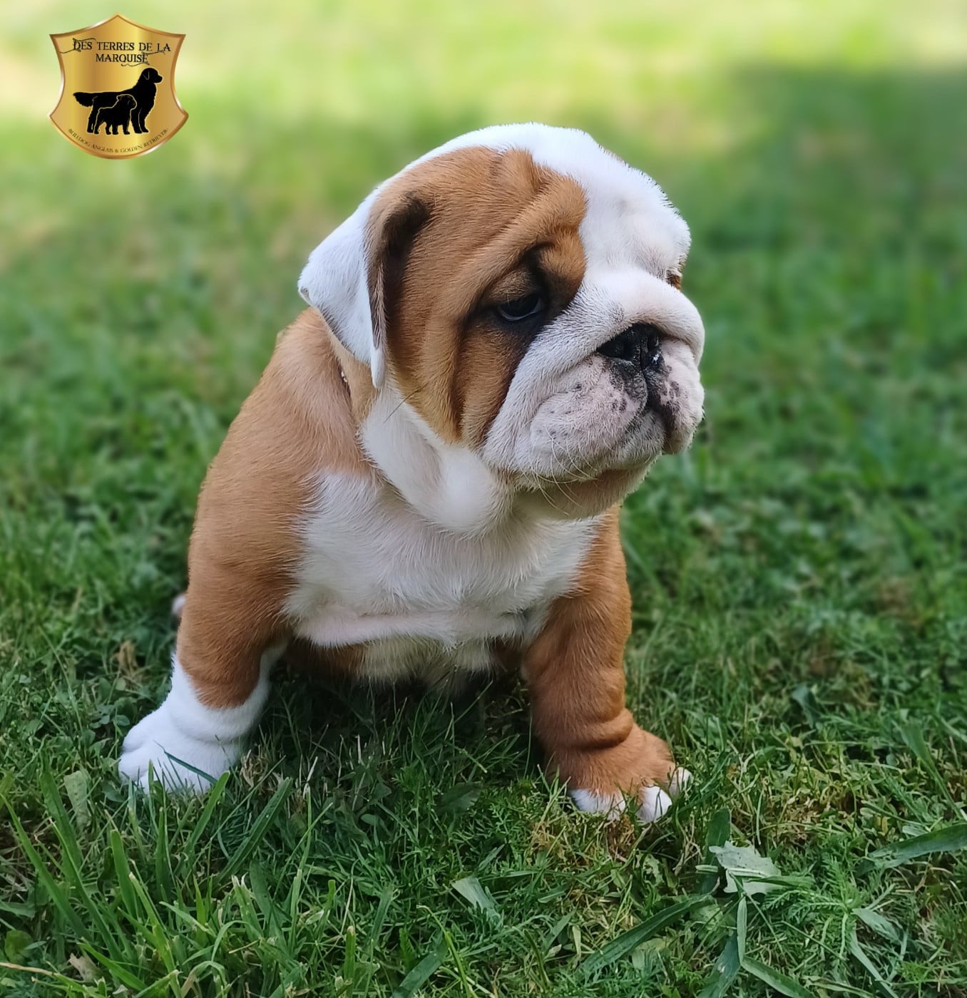 Bernard