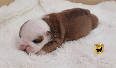 Les chiots de Bulldog Anglais