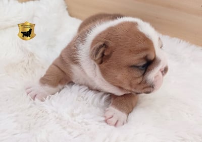 Les chiots de Bulldog Anglais