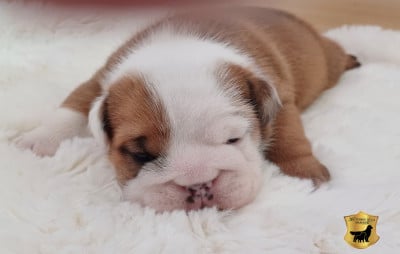 Les chiots de Bulldog Anglais