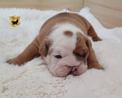 Les chiots de Bulldog Anglais