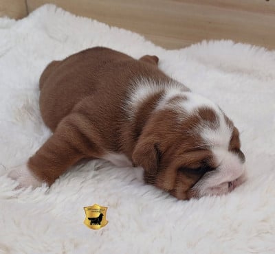 Les chiots de Bulldog Anglais
