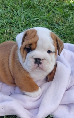 Les chiots de Bulldog Anglais
