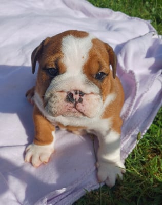 Les chiots de Bulldog Anglais