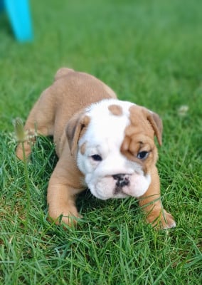 Les chiots de Bulldog Anglais