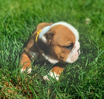 Les chiots de Bulldog Anglais