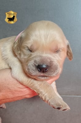 Les chiots de Golden Retriever