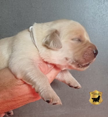Les chiots de Golden Retriever
