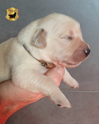 Les chiots de Golden Retriever