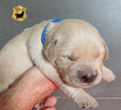 Les chiots de Golden Retriever