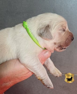 Les chiots de Golden Retriever