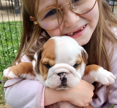 Les chiots de Bulldog Anglais