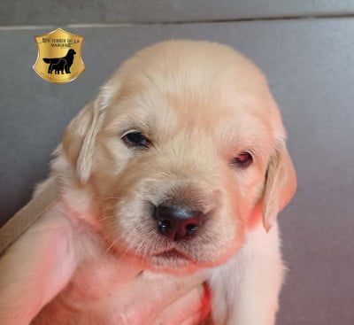 Les chiots de Golden Retriever