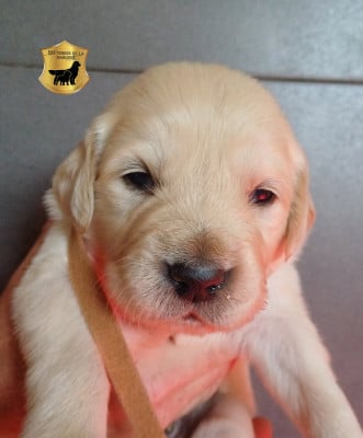 Les chiots de Golden Retriever
