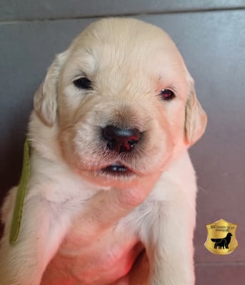 Les chiots de Golden Retriever