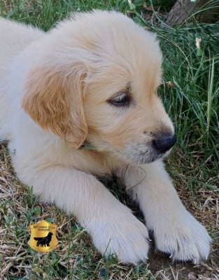 Les chiots de Golden Retriever