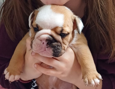 Les chiots de Bulldog Anglais