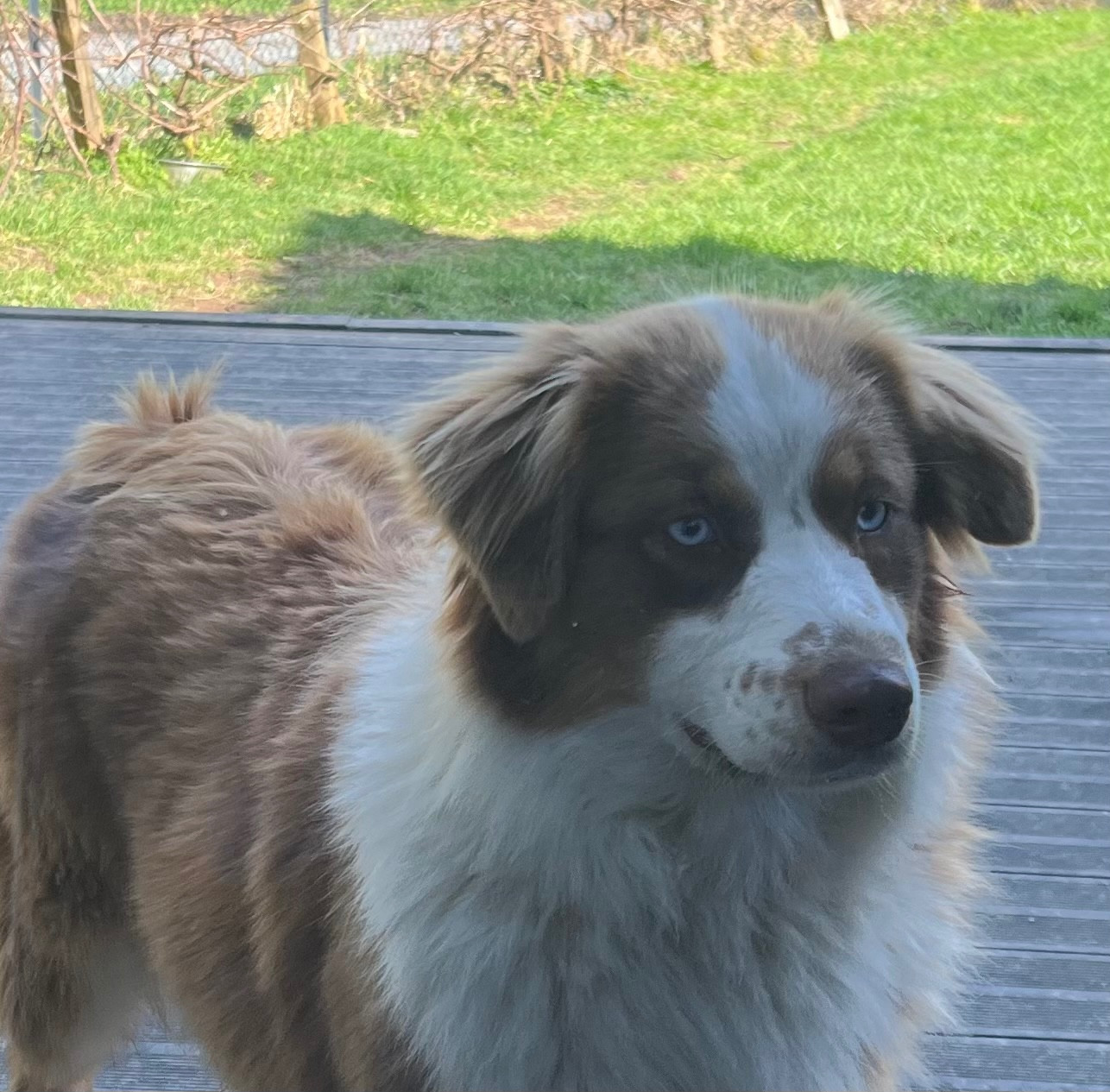 Publication : De La Vallée Des Aussies Auteur : Frédéric Eon