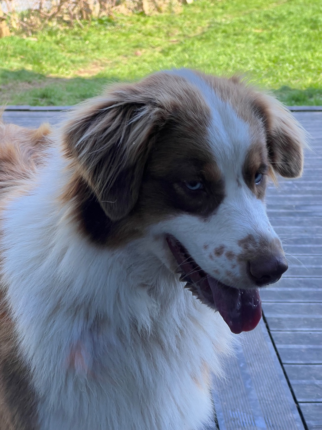 Publication : De La Vallée Des Aussies Auteur : Frédéric Eon