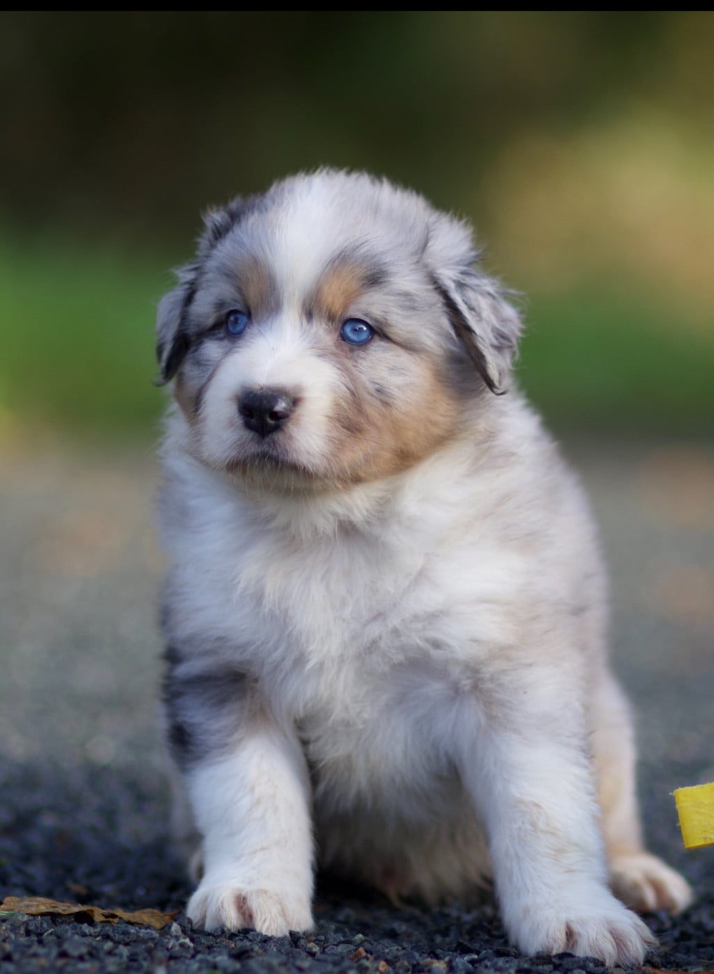 Berger Australien - De La Vallée Des Aussies