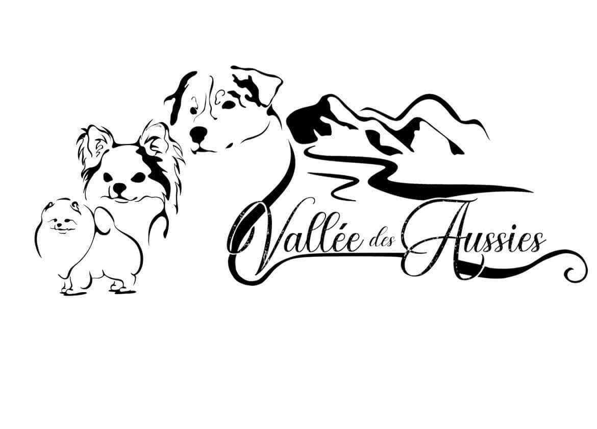 Berger Australien - De La Vallée Des Aussies