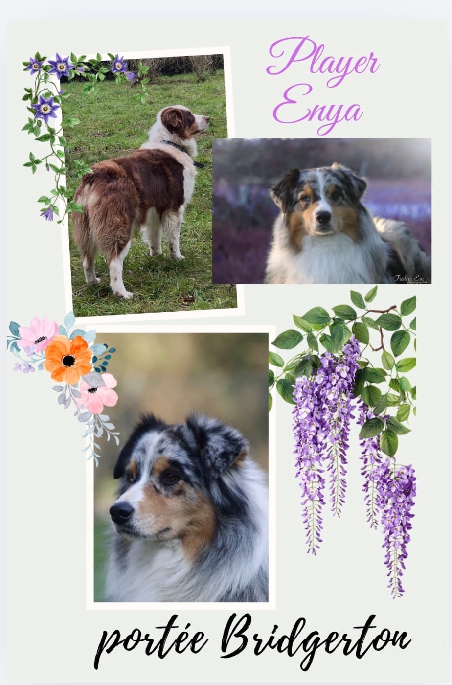 Berger Australien - De La Vallée Des Aussies