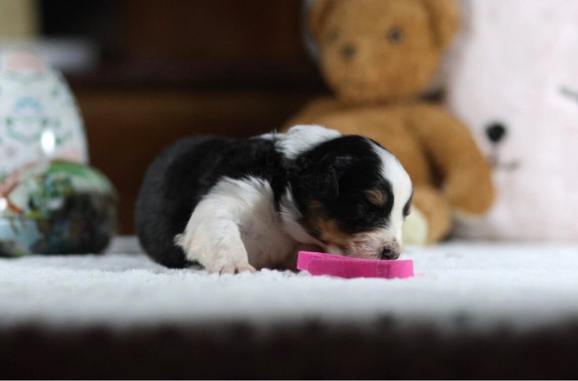 Berger Australien - De La Vallée Des Aussies