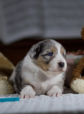 Les chiots de Berger Australien