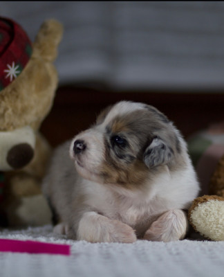 Les chiots de Berger Australien