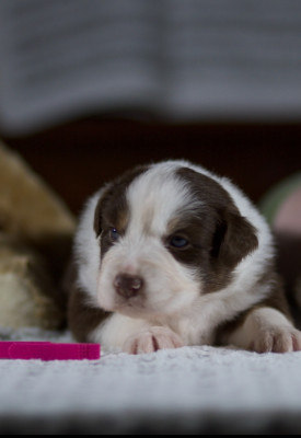 Les chiots de Berger Australien