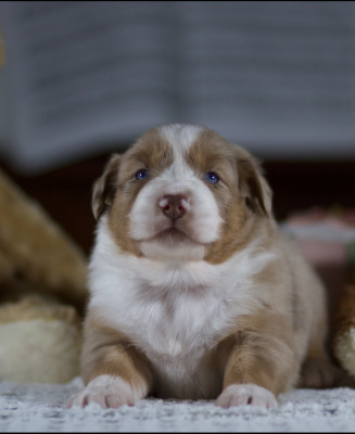 Les chiots de Berger Australien