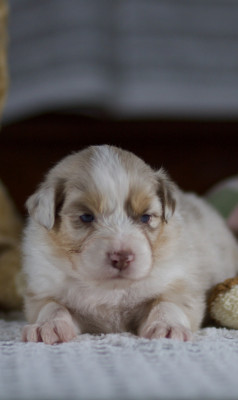Les chiots de Berger Australien
