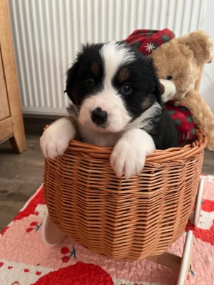 Les chiots de Berger Australien