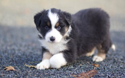 Les chiots de Berger Australien