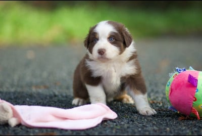 Les chiots de Berger Australien