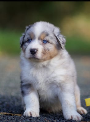 Les chiots de Berger Australien