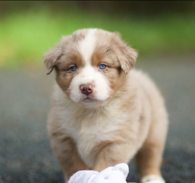 Les chiots de Berger Australien