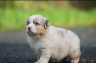 Les chiots de Berger Australien