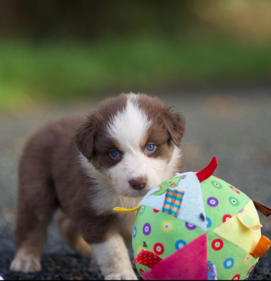 Les chiots de Berger Australien