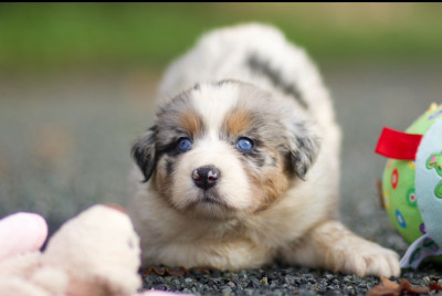 Les chiots de Berger Australien
