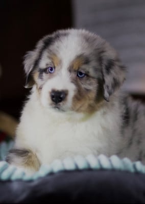 Les chiots de Berger Australien