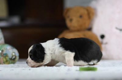 Les chiots de Berger Australien