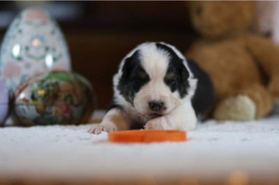 Les chiots de Berger Australien