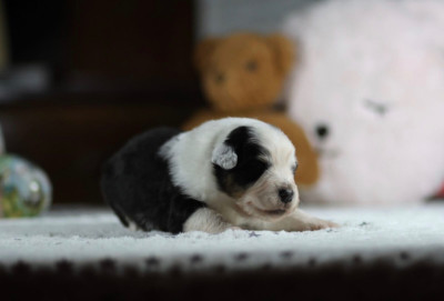 Les chiots de Berger Australien