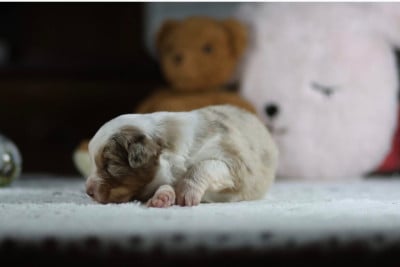 Les chiots de Berger Australien